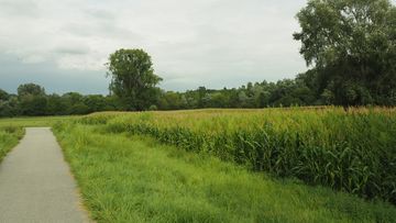 Landwirtschaftlicher Weg in grüner Feldflur